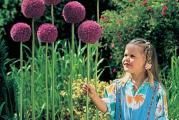  
Allium giganteum - Dzinovski ukrasni luk 

Ukrasni lukovi pripadaju jesenjim lukovicama, sto znaci da se sade od septembra do decembra, ne mrznu i cvetju u prolece \ leto.

Lukovice Ukrasnih lukova su veoma otporne, lako se razmnozavaju i odrzavaju. Mogu se saditi na suncanim polozajima.

Lukovi ne vole da , ,plivaju `` u vodi, narocito u periodu mirovanja, zato je pozeljno posaditi ih na dobro drenirano mesto.

Dzinovski ukrasni luk je velicanstven medju lukovima.   Visine rasta i do 120 cm. Cvetovi su u obliku velikih ljubicastih lopti.   Cvet dugo traje i odlican je i jako cenjen u cvetnim aranzmanima.  
Ova vrsta luka je odlican izbor ako zelite da vam basta bude primecena.

Kupujete jednu lukovicu ekstra klase.